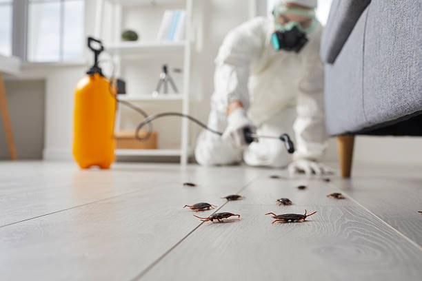 Trusted Ant Control service in New Orleans, LA - Nex Pest Control